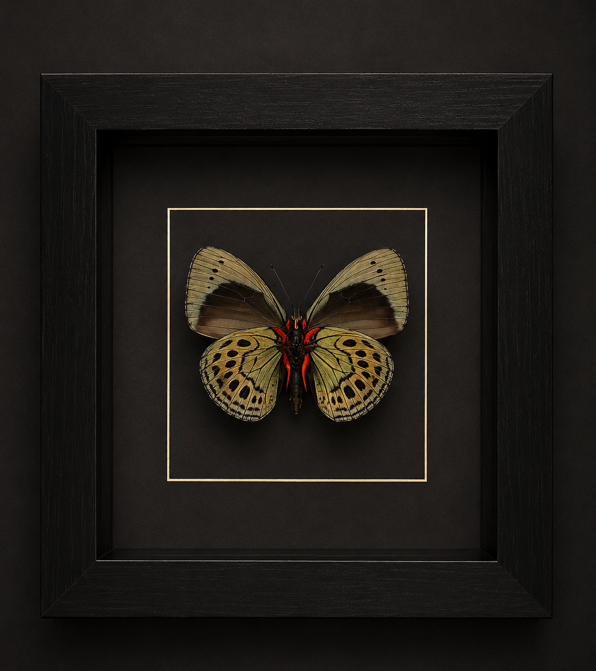 Asterope Leprieuri