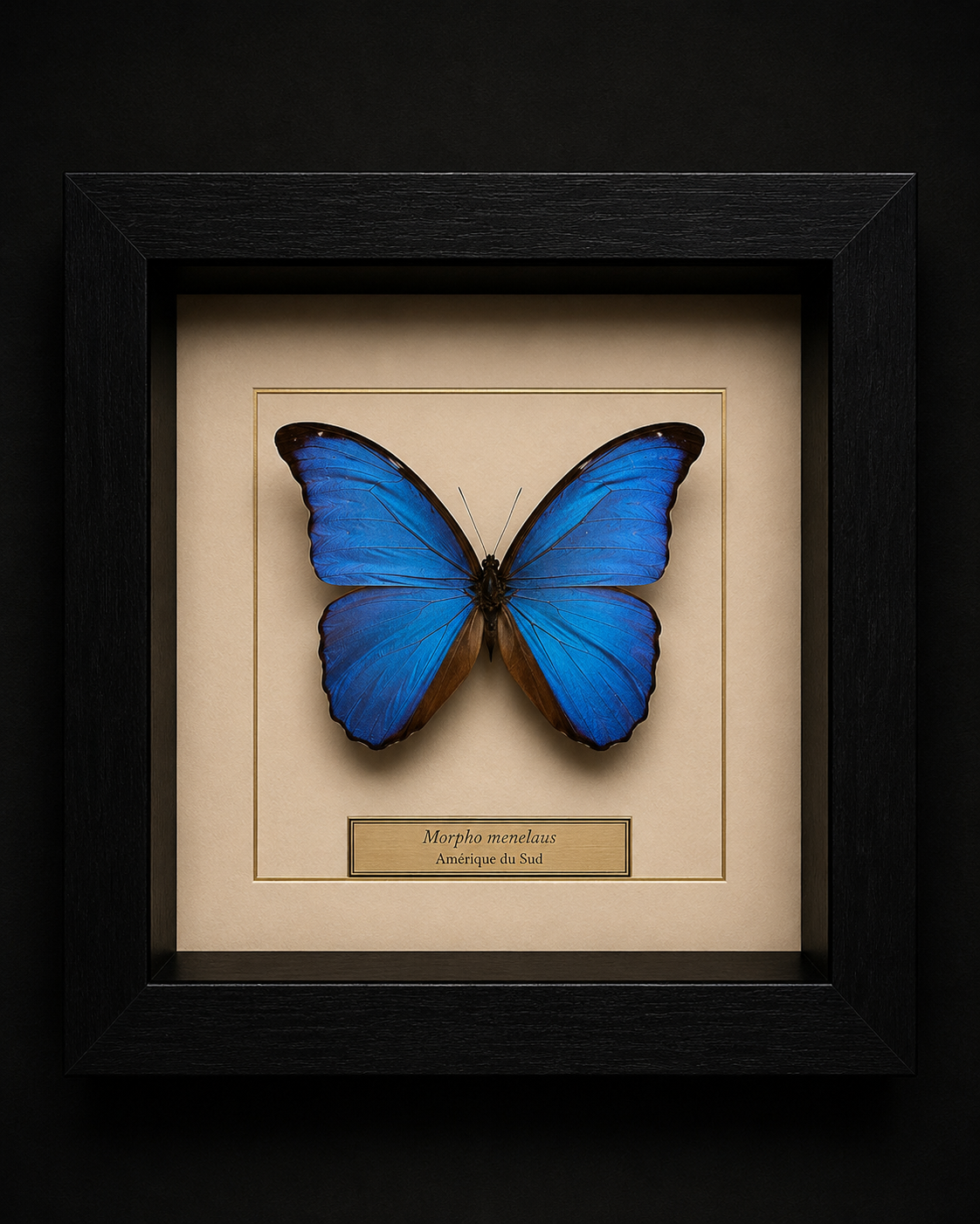 Morpho Menealaus