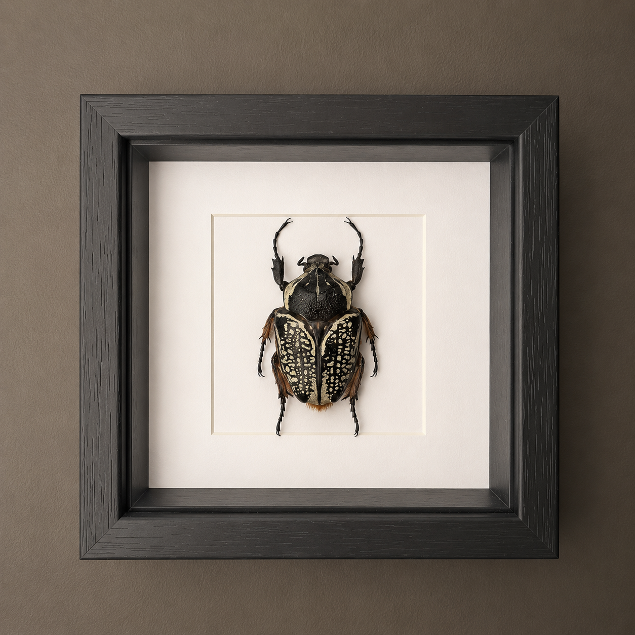 Goliathus Orientalis