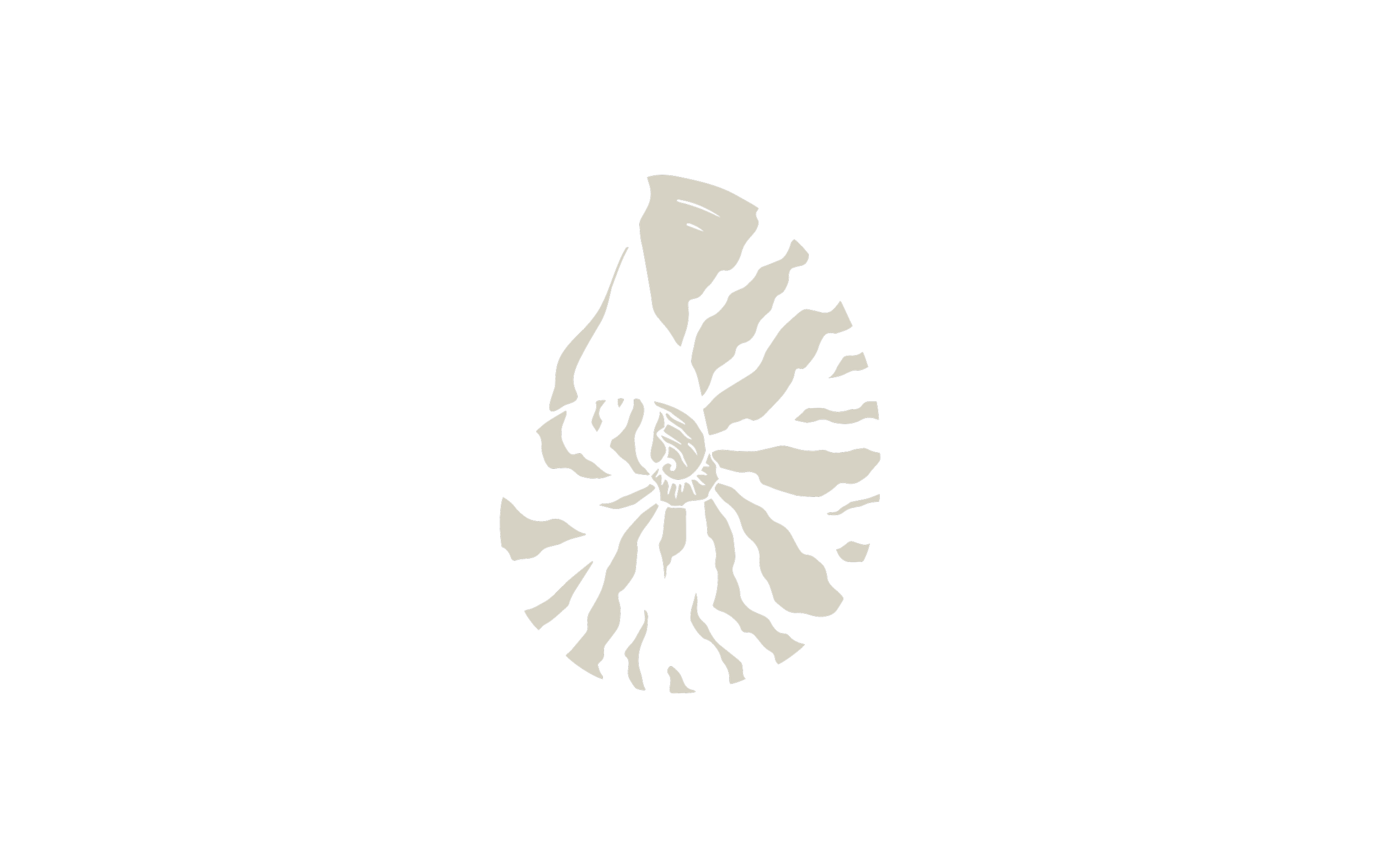Dessin noir et blanc d'une ammonite avec un motif de rayures en spirale.