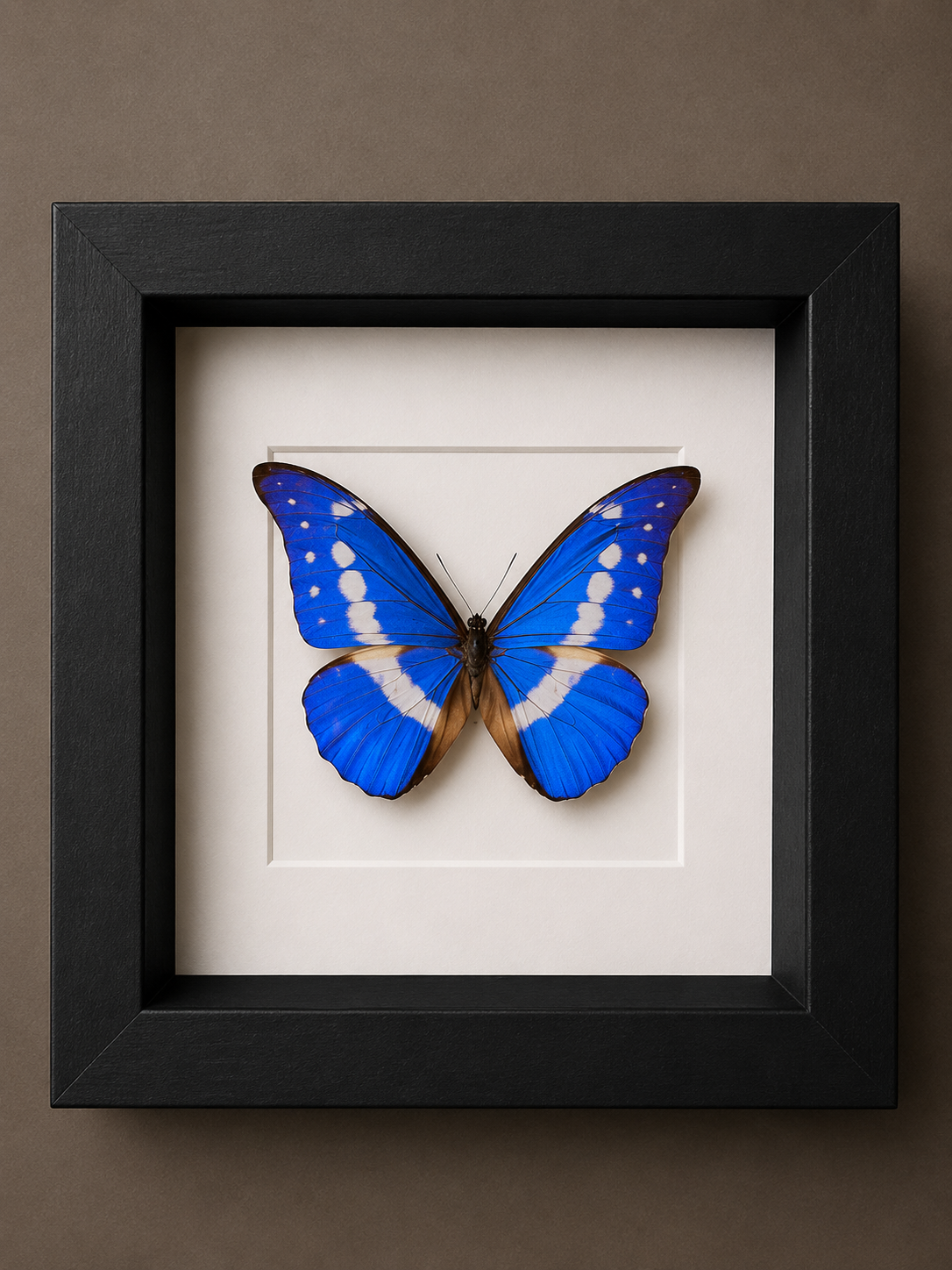 Morpho Rhetenor Helena