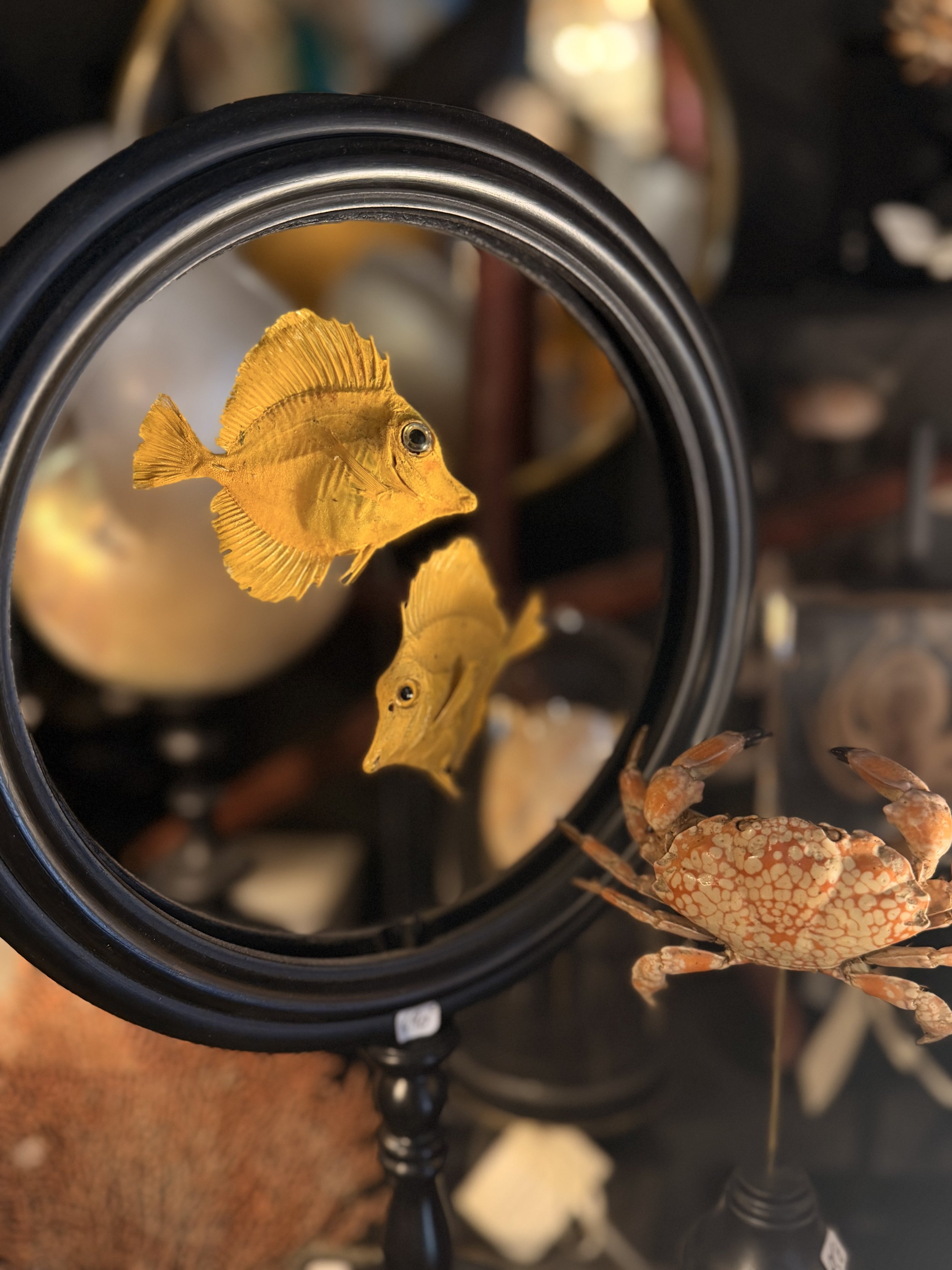 Une vue plongeante de plusieurs petits aquariums contenant des poissons jaunes et un crabe tacheté orange. Le décor est en arrière-plan avec des éléments flous.