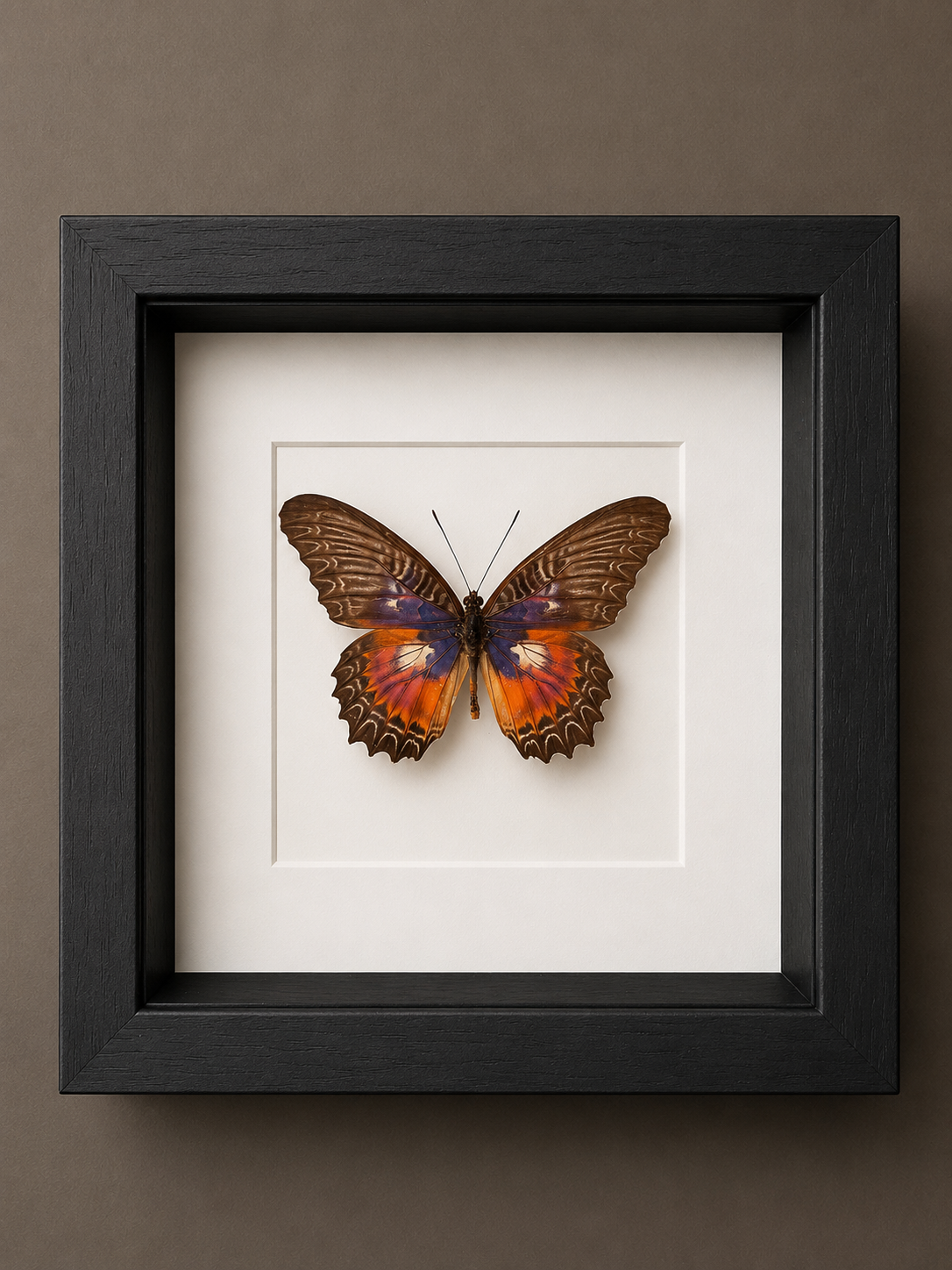 Cethosia Myrina