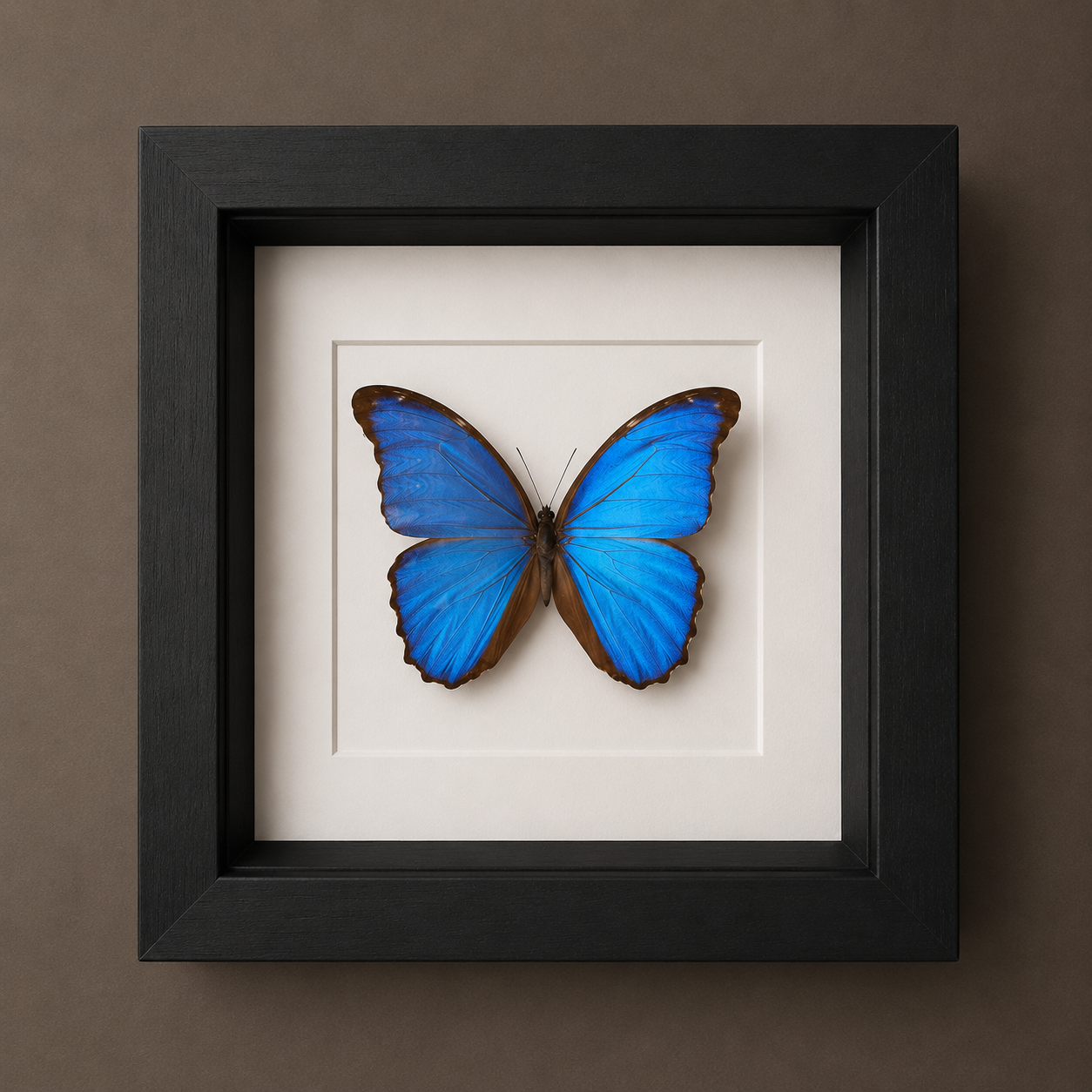 morpho Didius