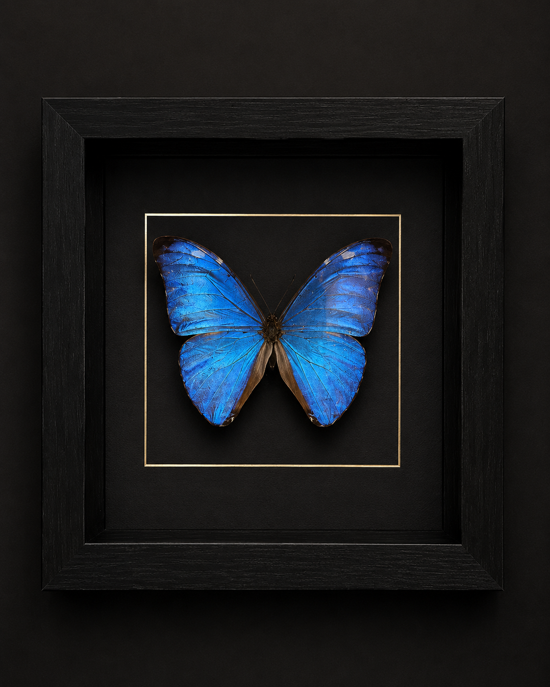 Morpho Adonis