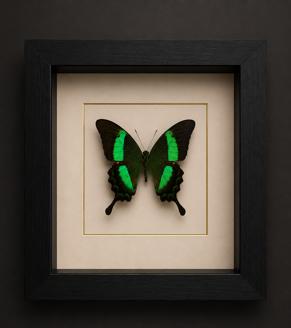 Papilio Palinurus