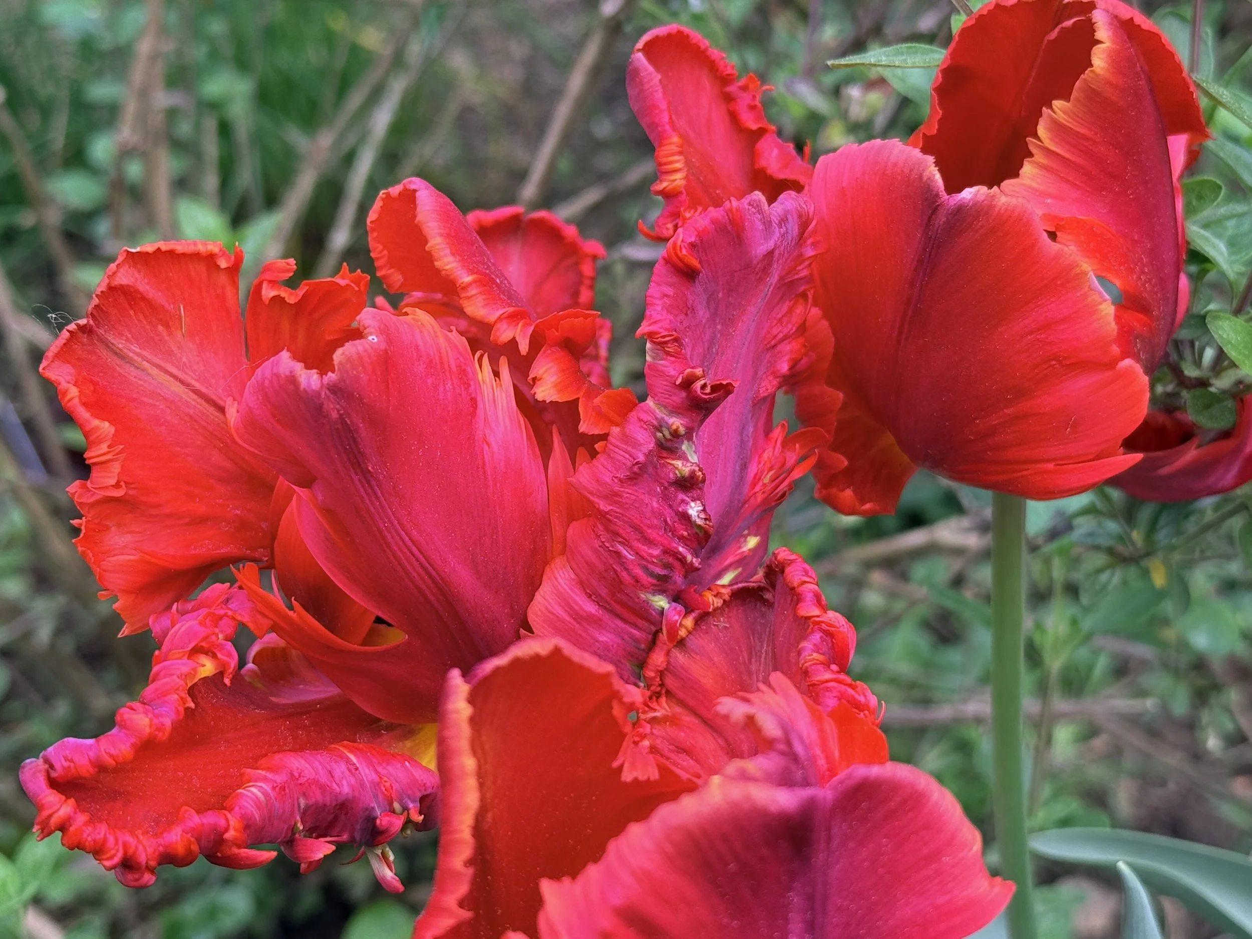 Tulips in my mother's garden are the inspiration behind designs in the William's Aviary collection, an Art Nouveau style set of surface pattern designs for wallpaper, home decor, bedding and garment fabrics.