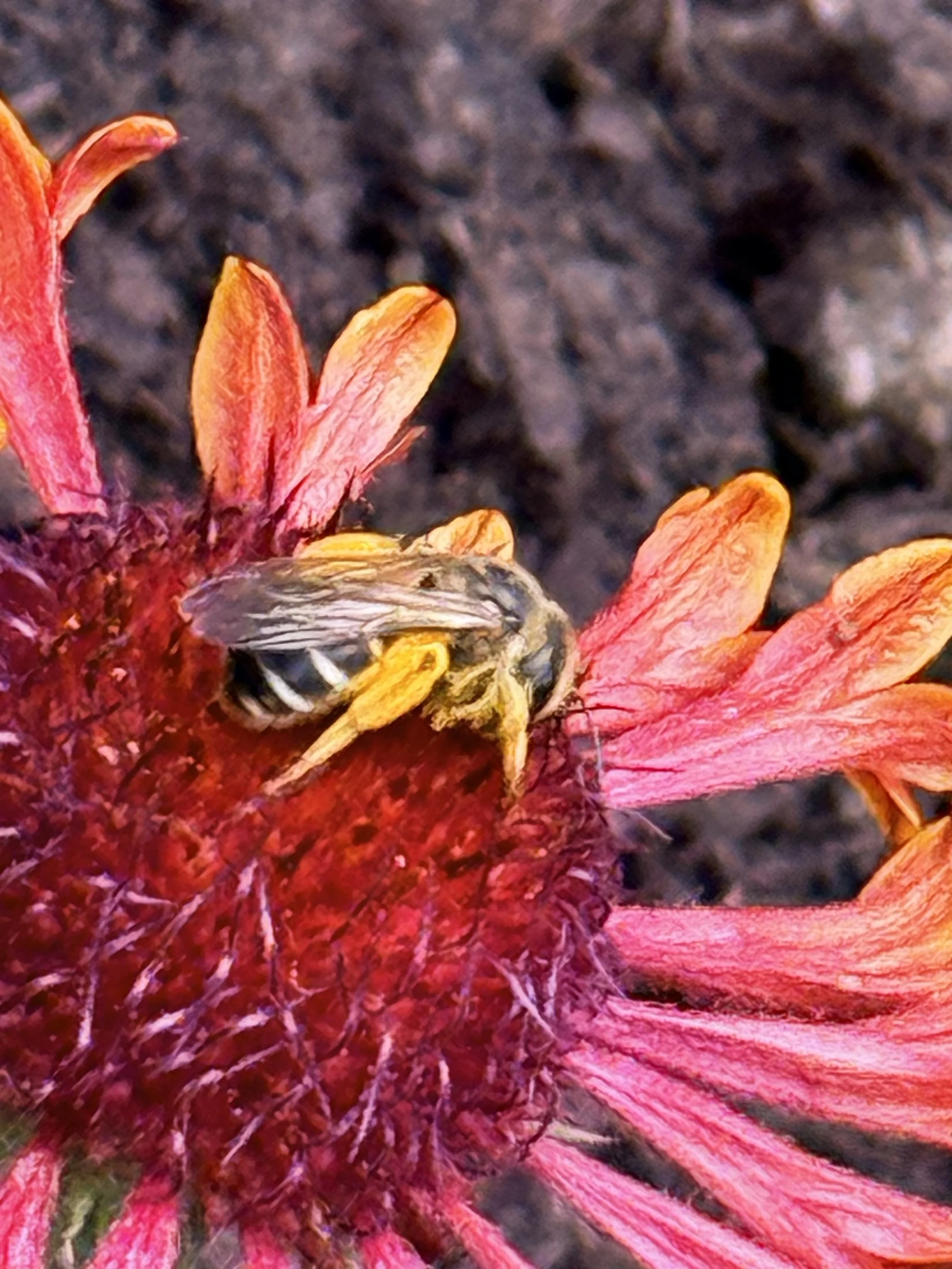 Pollinate Panoply is a brand inspired by nature's beauty.
