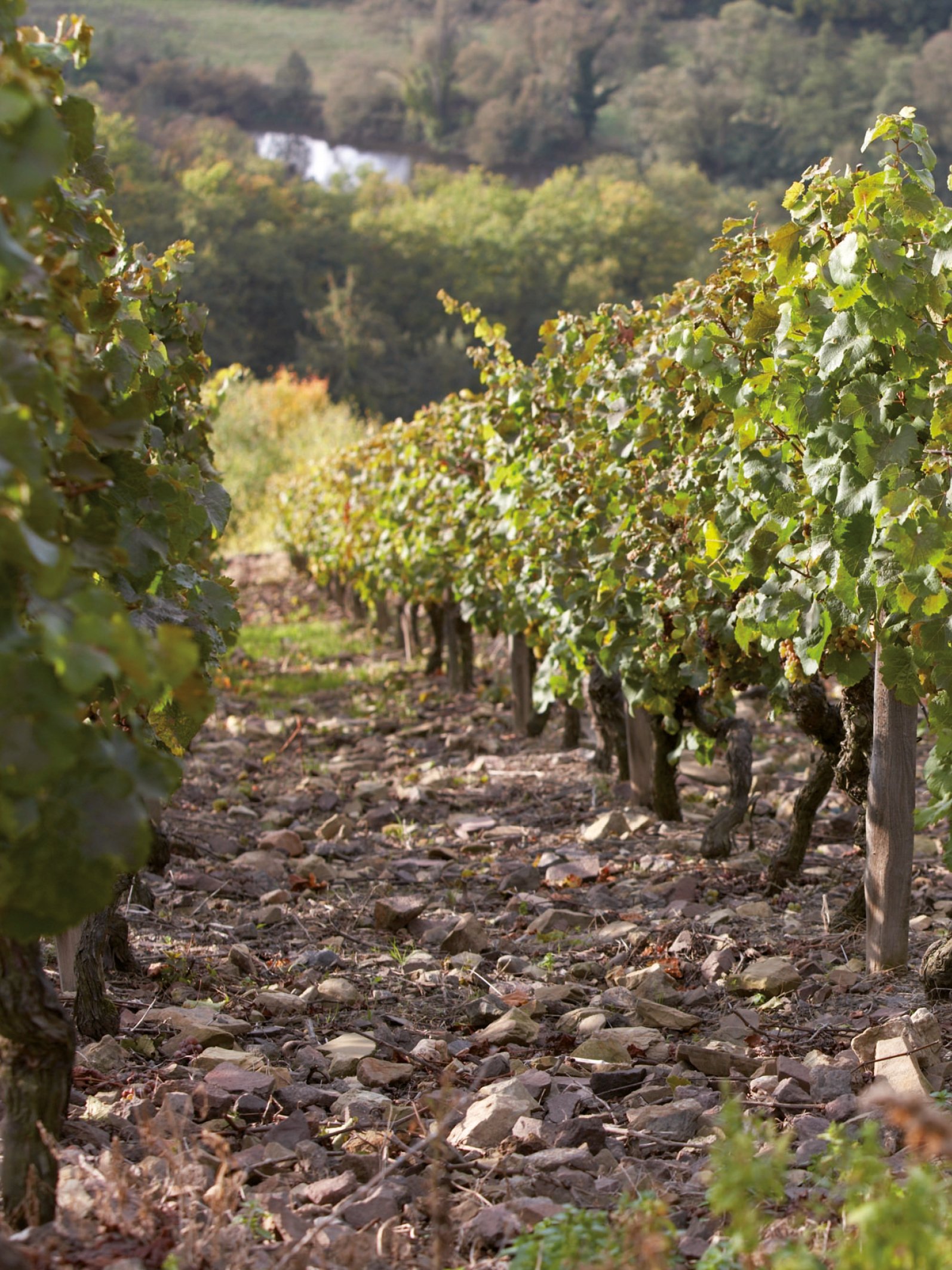 Weinberge vom Weingut Gut Hermannsberg