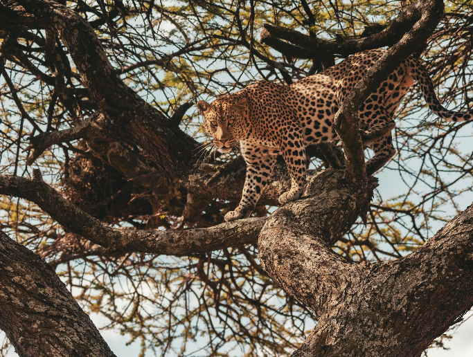 Tanzania Safari