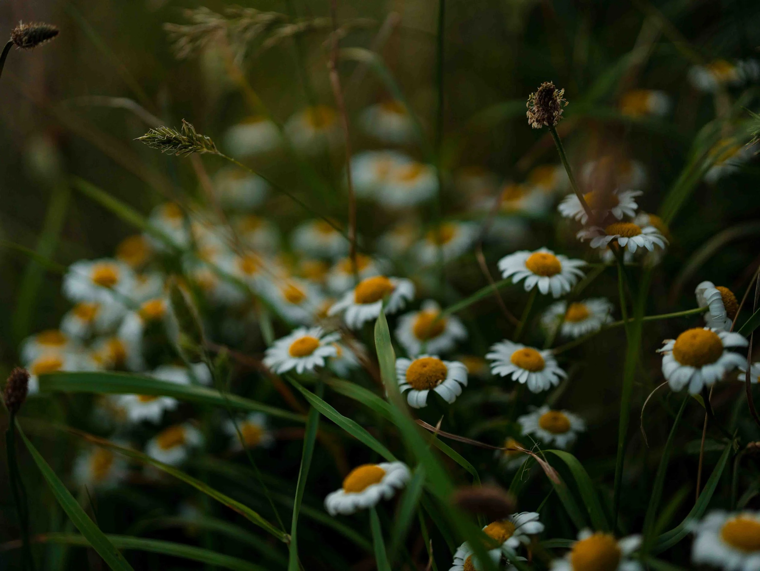 Wildflowers, including daisies and grasses, in a natural, dense green setting.