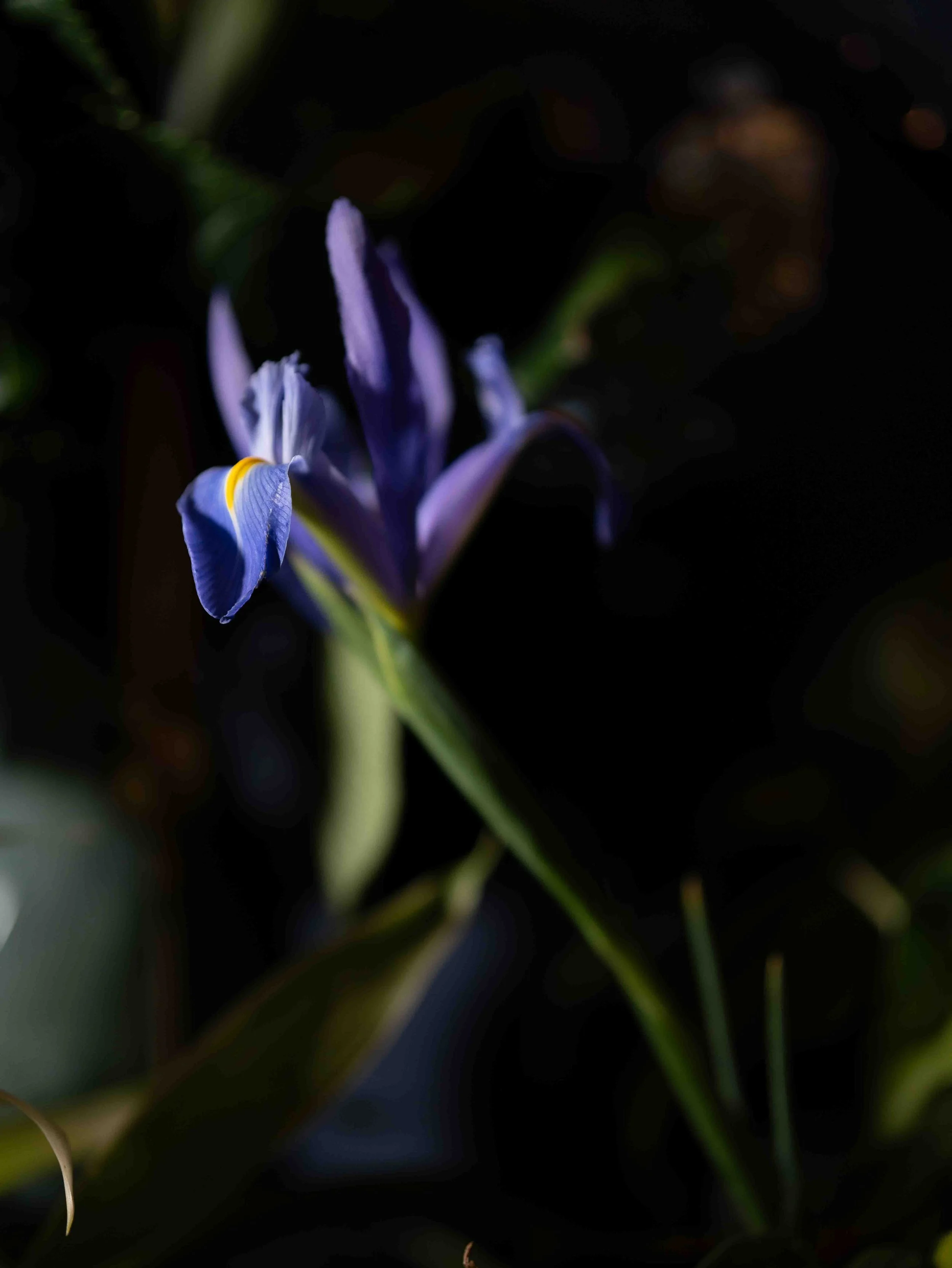 Close-up of a purple and yellow iris flower against a dark, blurred background.
