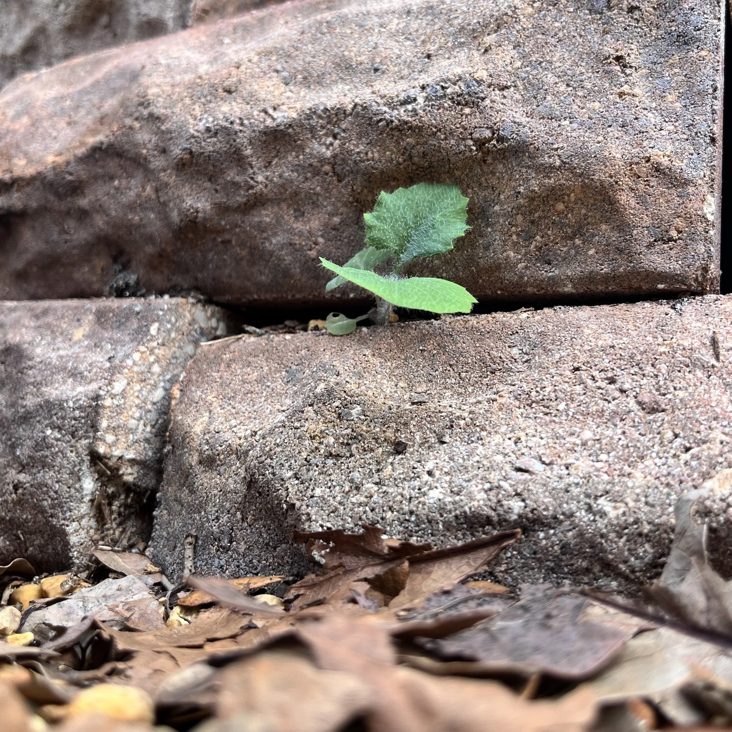 The Garden Doesn’t Owe Me Anything