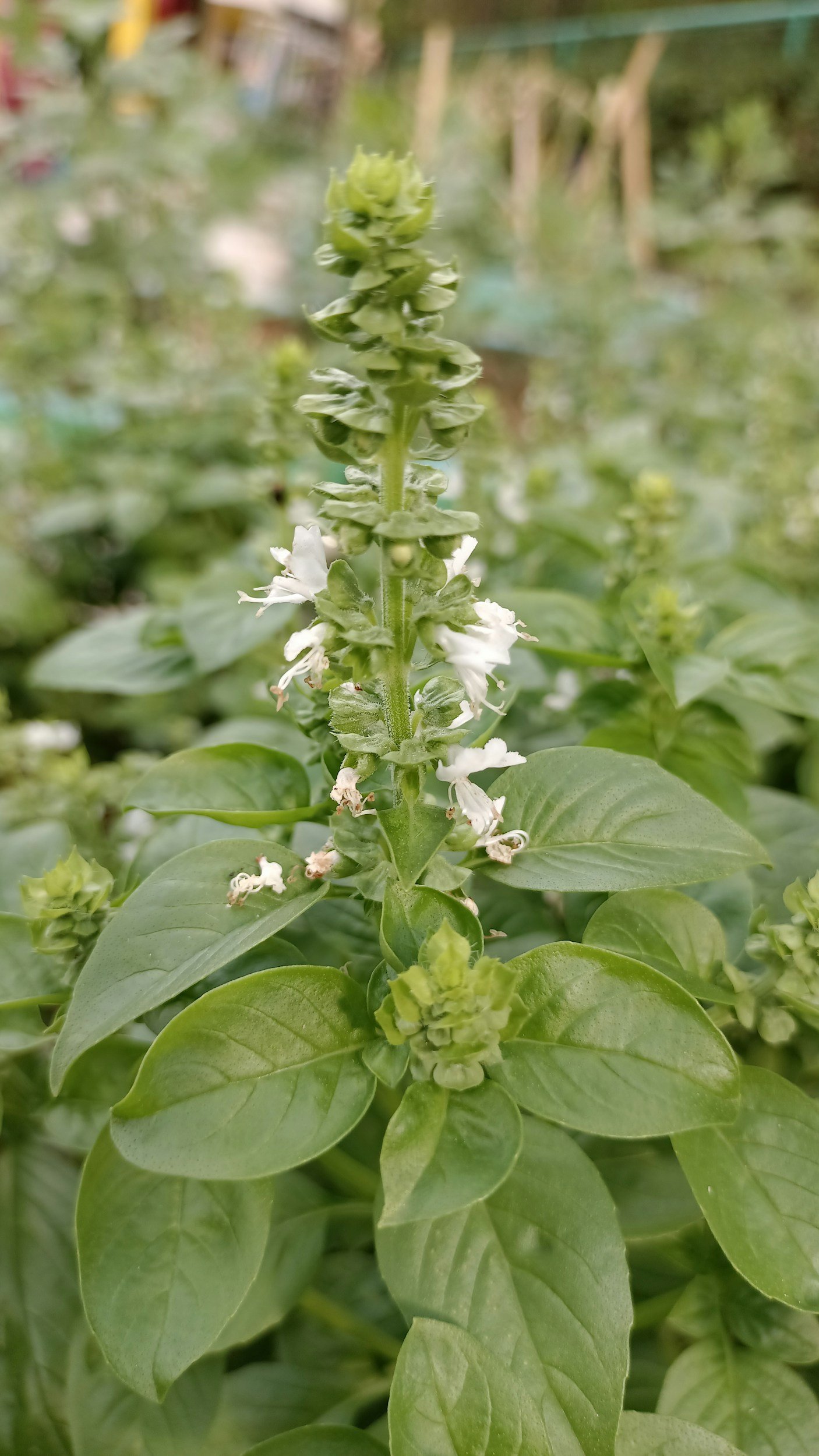 Basil Lemon Marinade