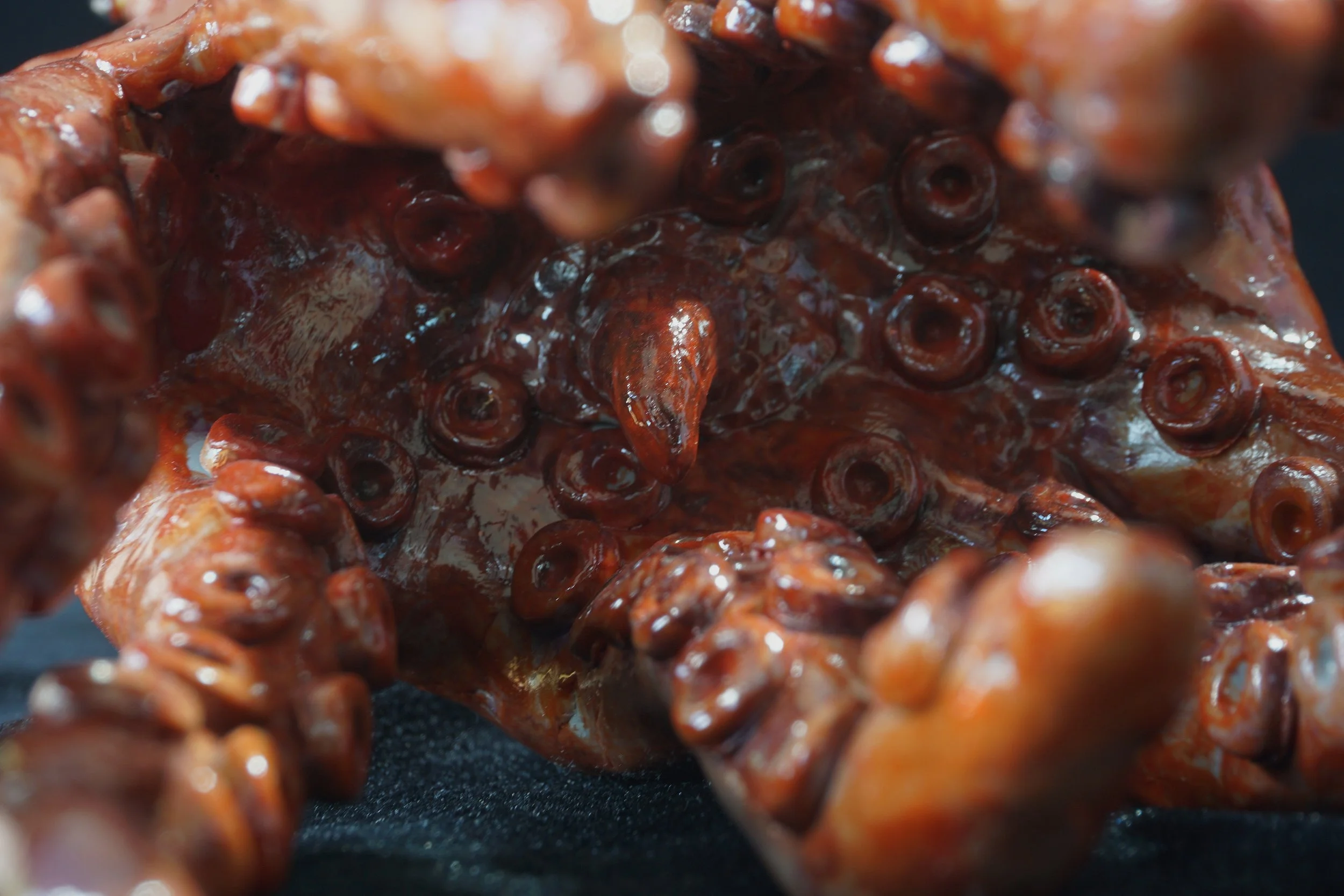 Close-up of a roasted octopus tentacle with a shiny, reddish-brown appearance, showing suckers and texture.