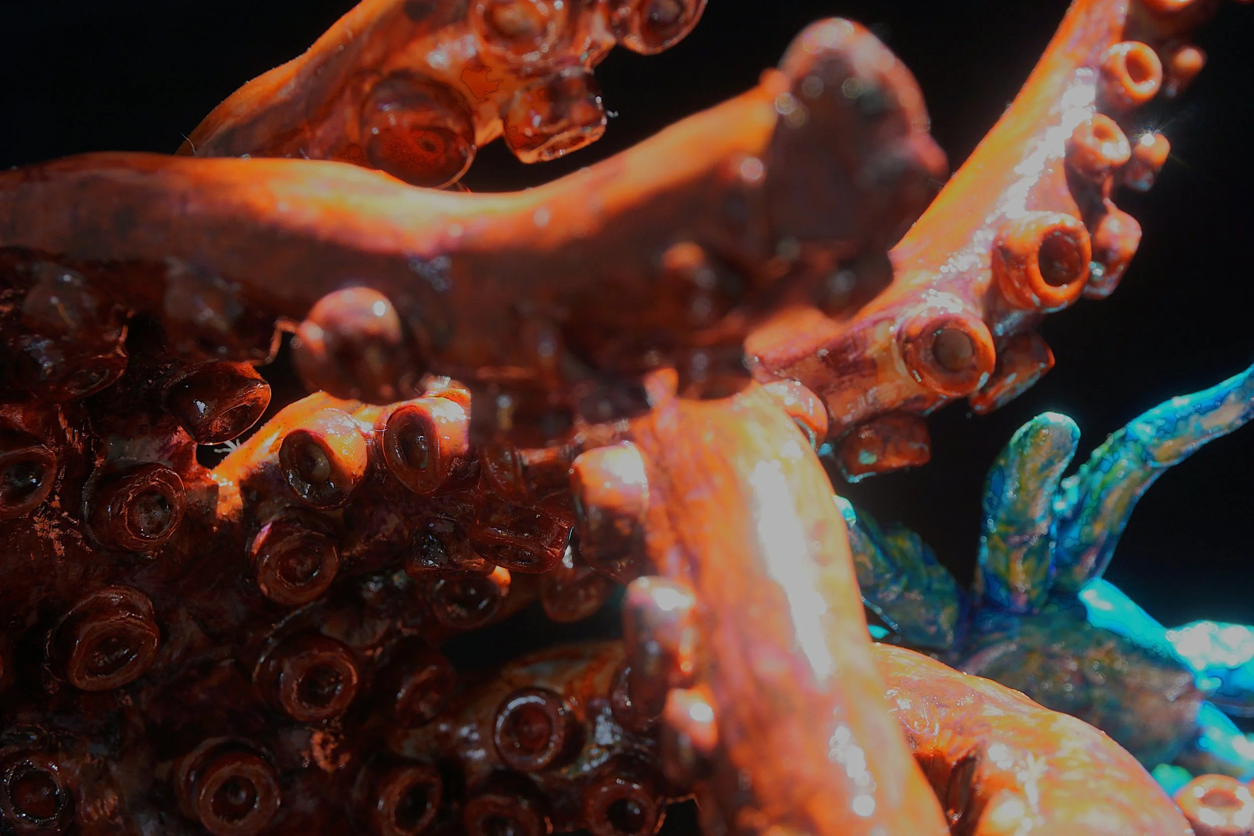 Close-up of orange coral with tube-like structures and blue coral in the background.