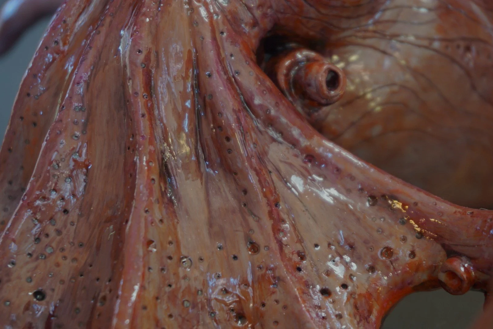 Close-up of a reddish-brown octopus with visible suckers on its tentacles.
