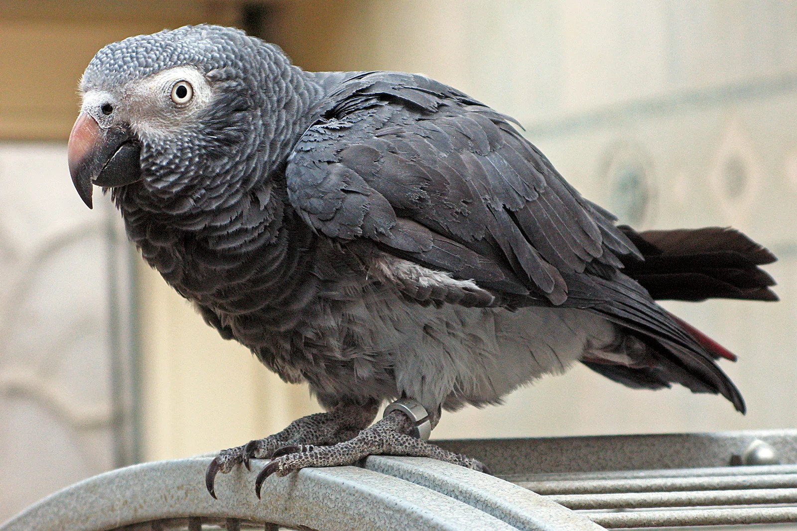 imgi_19_Timneh-African-Grey-Parrot.jpg