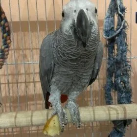 imgi_27_Timneh-African-Grey-Parrot-3-280x280.jpg