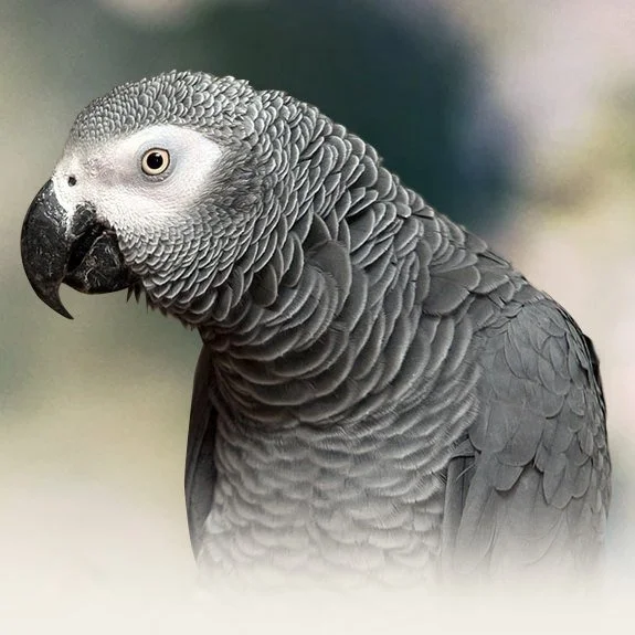 imgi_4_African-Grey-Congo.jpg