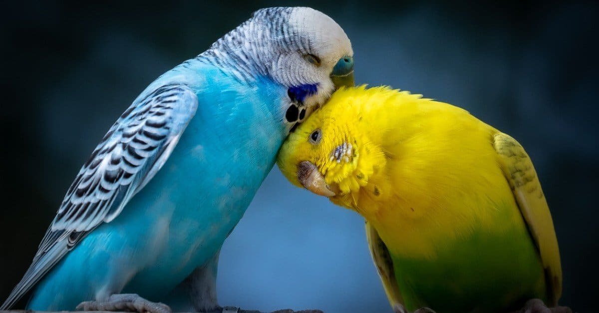 PARAKEET PARROTS FOR SALE
