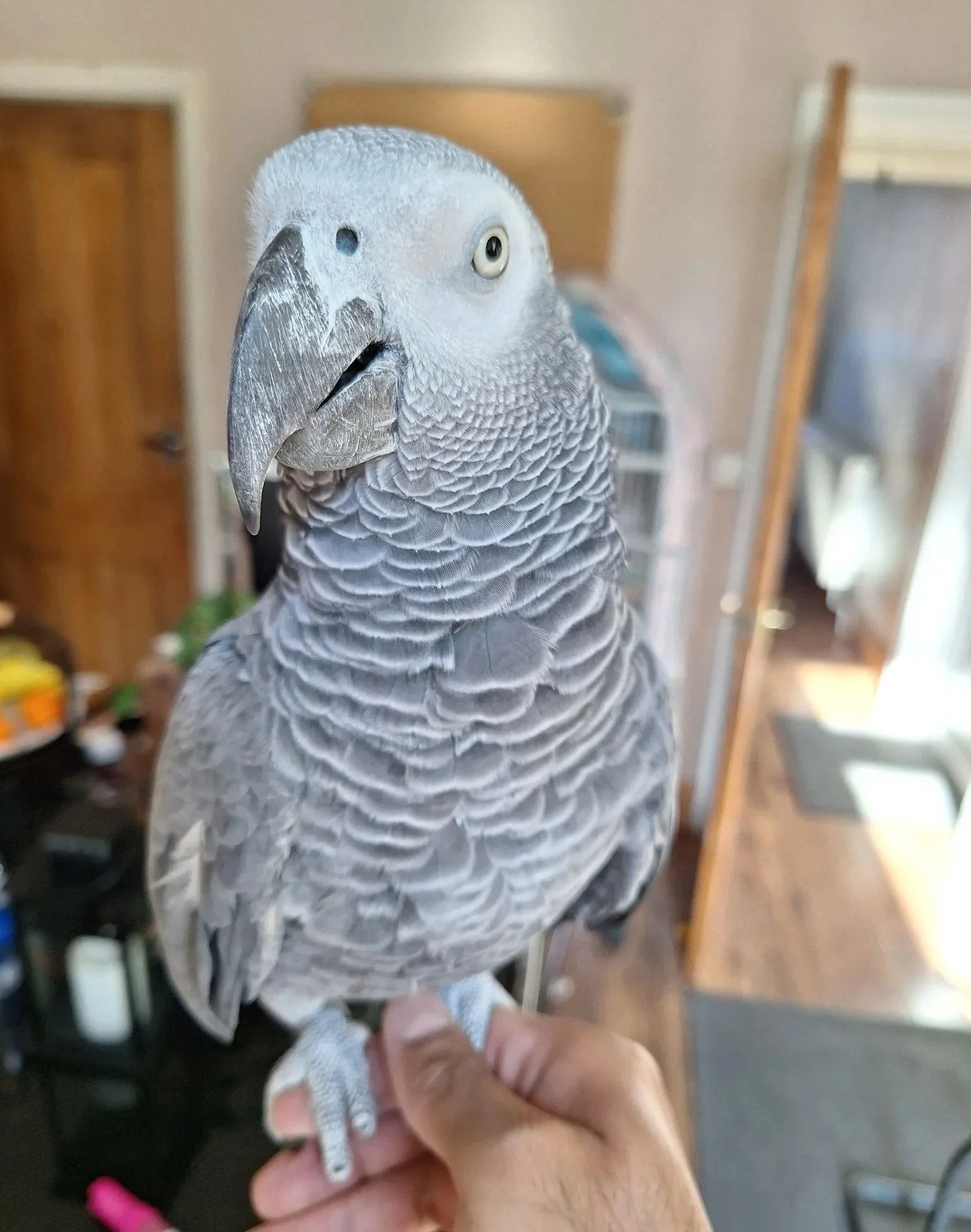 4 Years African Grey Parrot - Leo