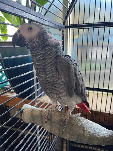 AFRICAN GREY PARROTS FOR SALE