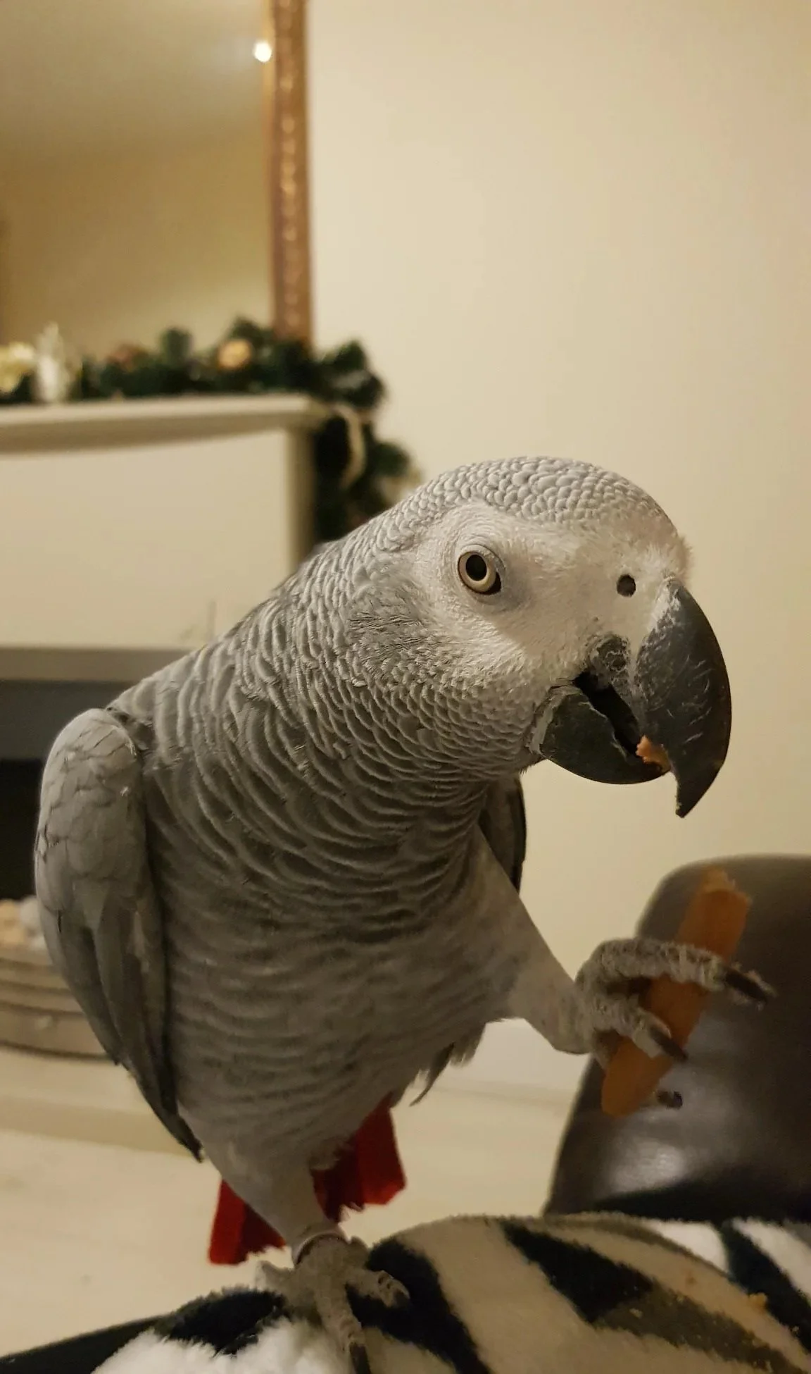 Ellie Congo African grey parrot