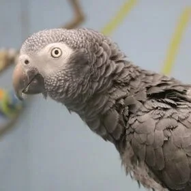 imgi_22_Timneh-African-Grey-Parrot-1-280x280.jpg
