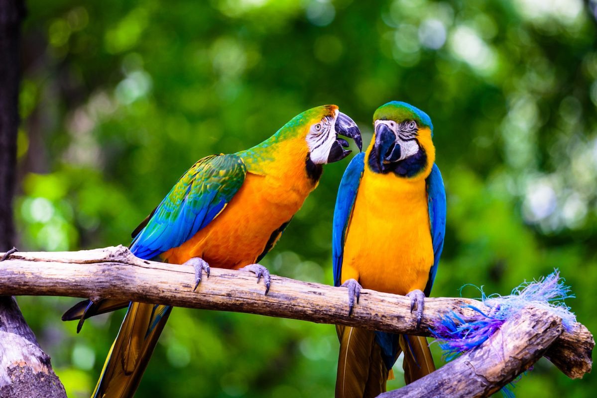Two colorful parrots, one with a green and yellow head and blue wings, and the other with a blue head and yellow body, are perched on a branch against a blurred green forest background.