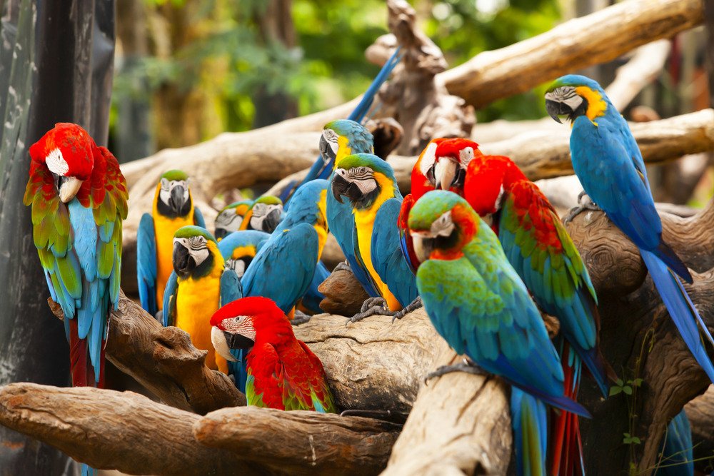Grou of parrots for sale