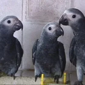 imgi_48_Timneh-African-Grey-Parrot-2-280x280.jpg