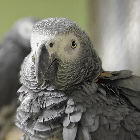 imgi_5_African-Grey-Congo-1.jpg