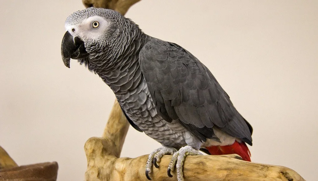 African Grey Congo Alpha
