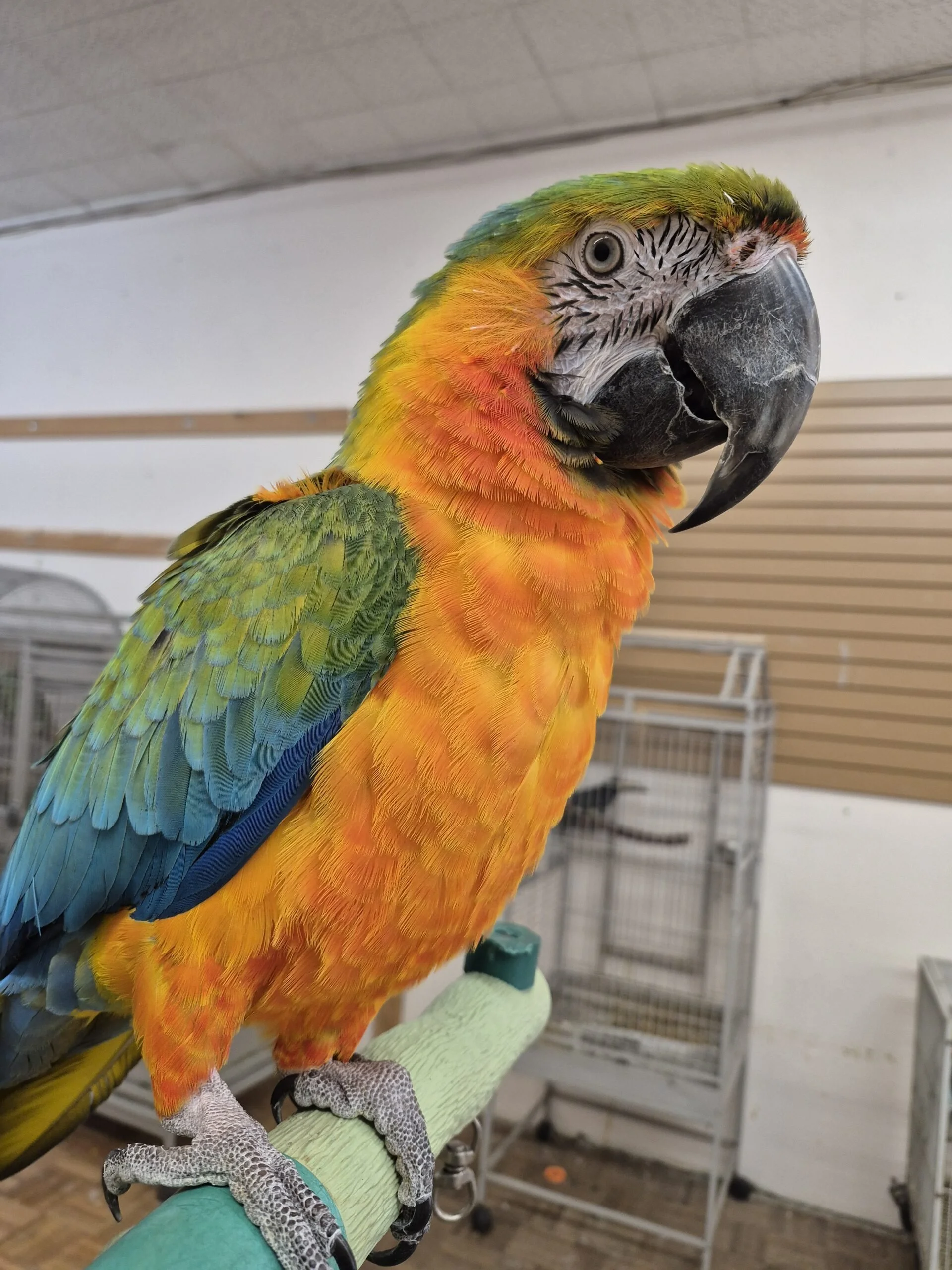 MACAW PARROTS FOR SALE