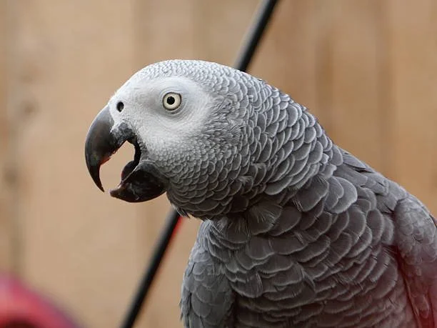 imgi_36_African-Grey-Congo-4.jpg