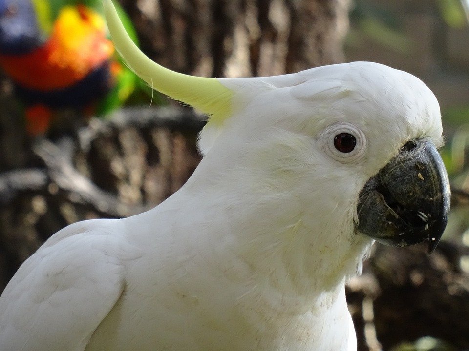 COCKATOO PARROTS FOR SALE