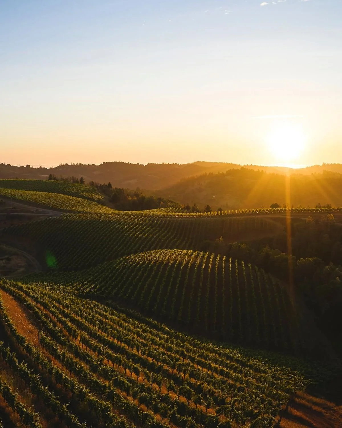 Sunset over rolling vineyard hills with rows of grapevines in the foreground and mountains in the background.