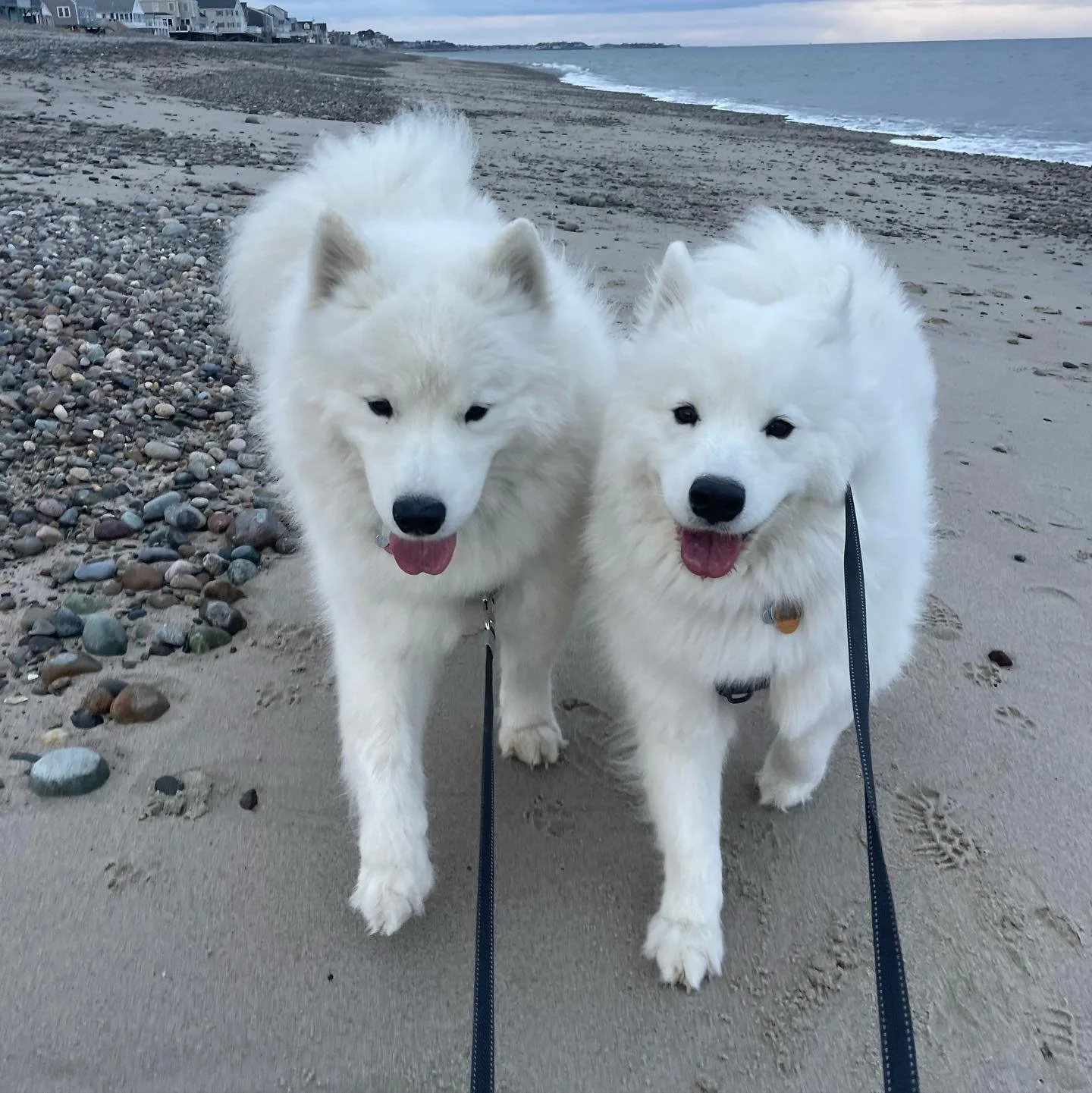 Meet Teddy &amp; Ellie - the inspiration behind the Cloud Nine name! This brother &amp; sister duo&rsquo;s happy demeanor, playful nature &amp; fluff make all who encounter them feel like they&rsquo;re on Cloud Nine ☁️

Forever employees of the month