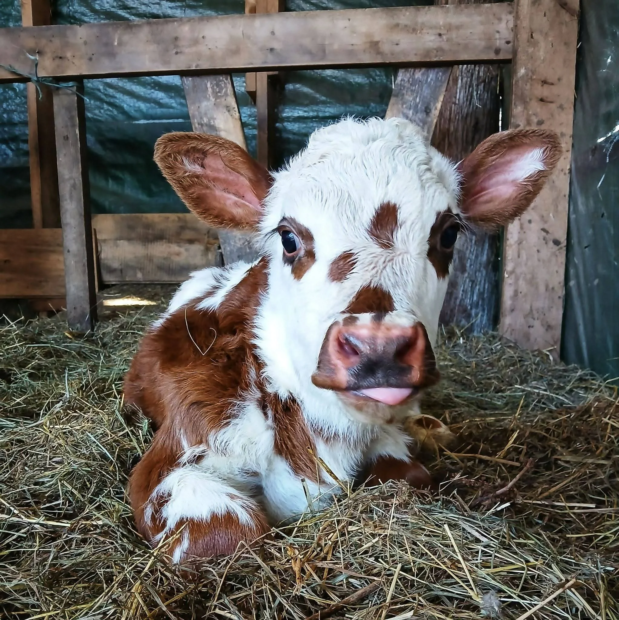 normande calf