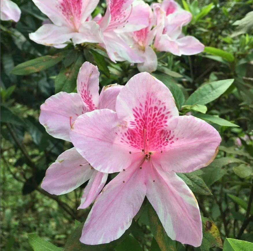 頻率