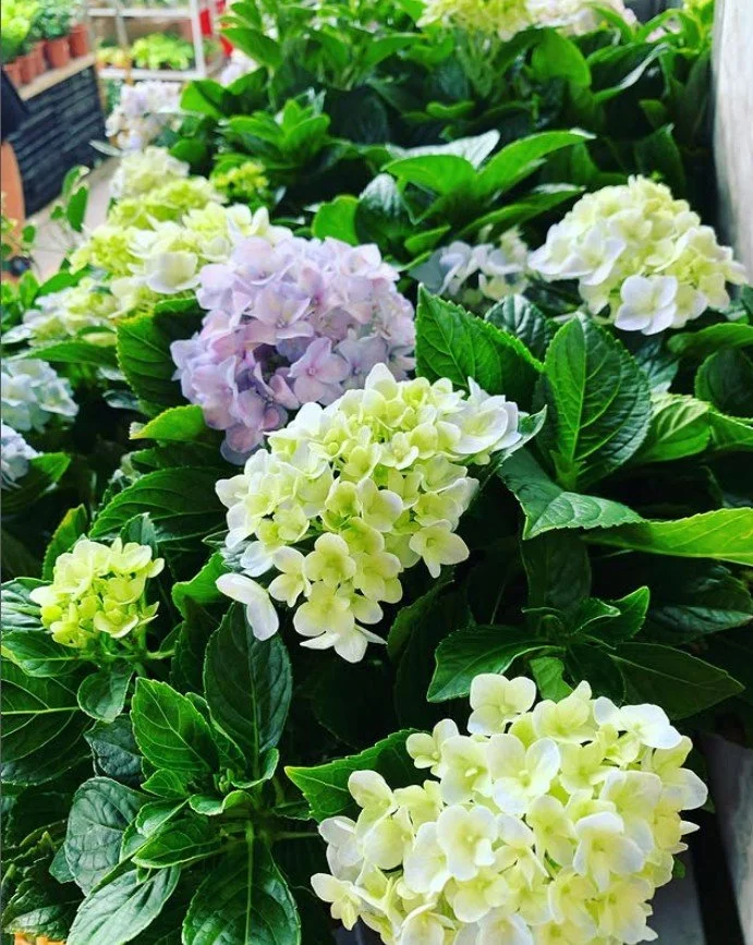 繡球花