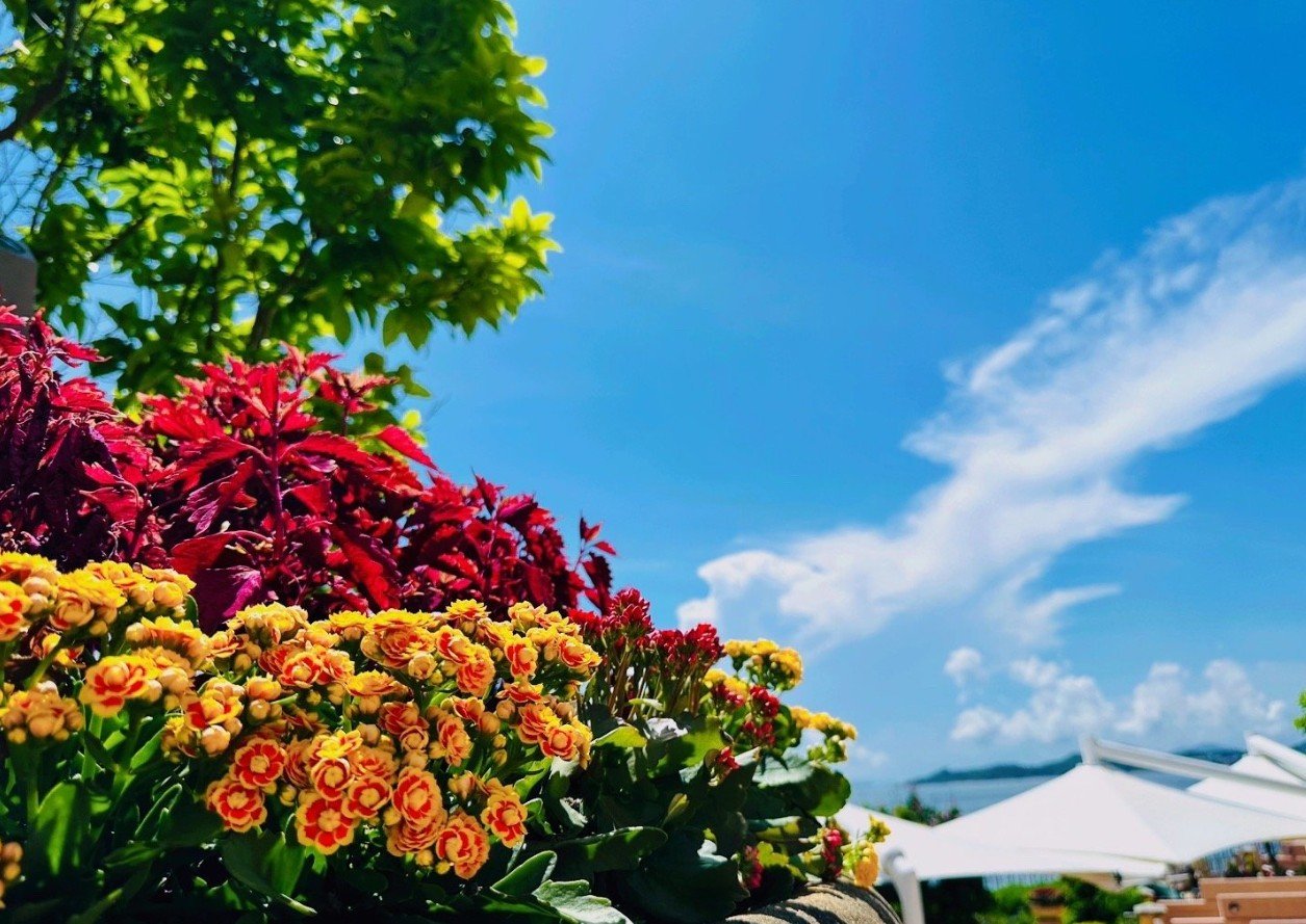 靈性系列：Aura-soma 學習之旅🌷