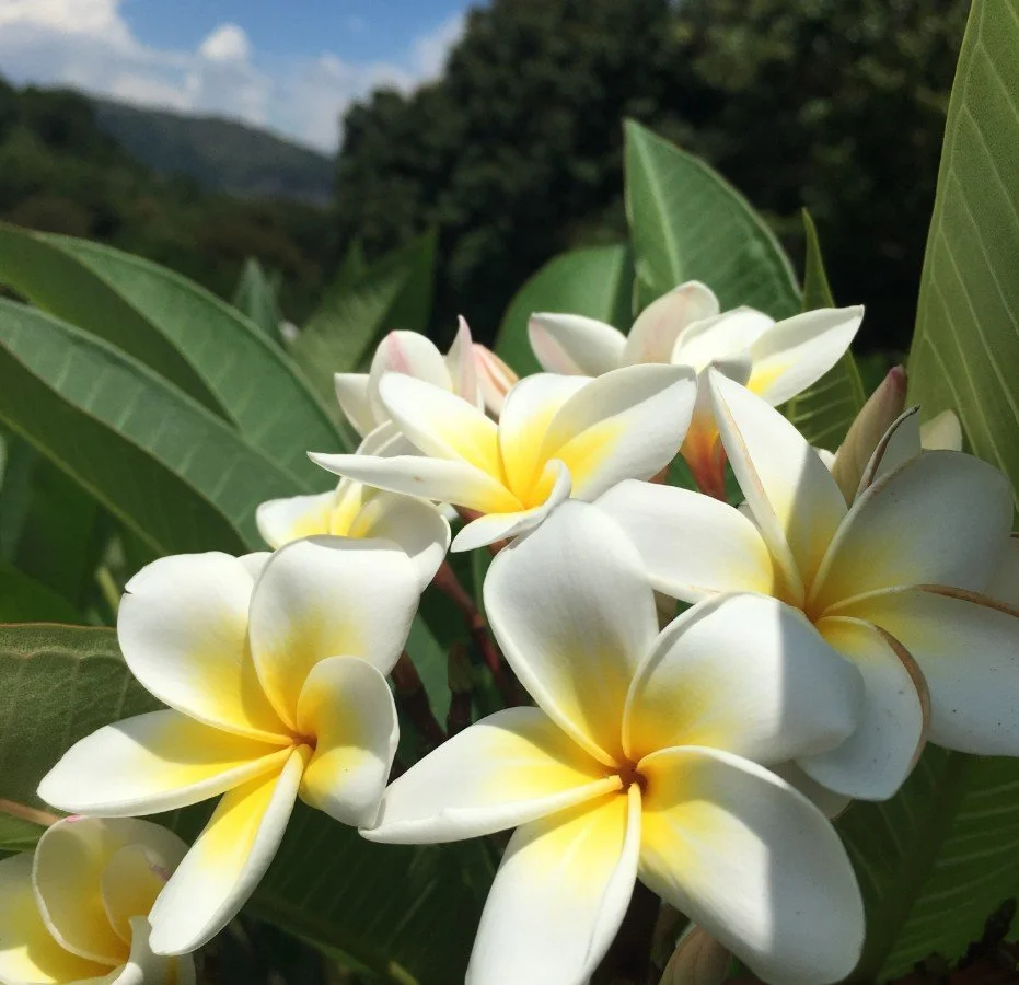雞蛋花