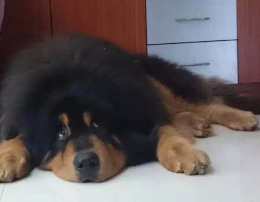 愛犬