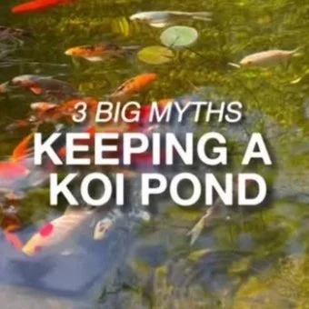 Text overlay on pond with koi fish reading '3 Big Myths Keeping a Koi Pond.'
