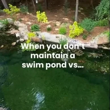 A pond with algae and plants along the edge, with a message overlay that reads, 'When you don't maintain a swim pond vs...'.