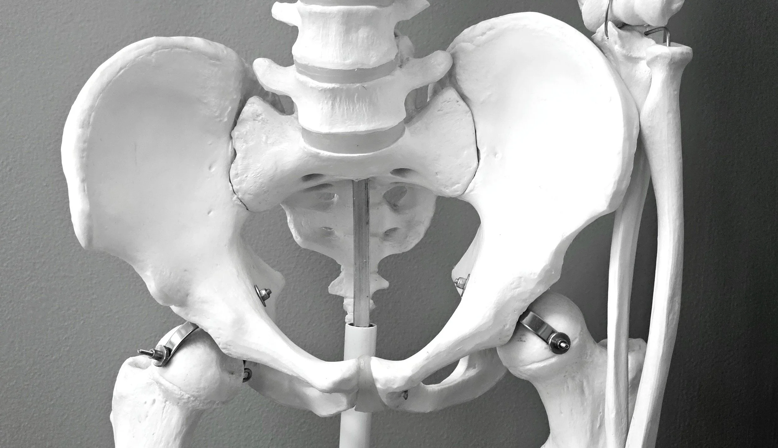 A medical anatomical model of a human pelvis and lower spine, made of white material, with surgical attachment points for educational or medical purposes, set against a gray background.