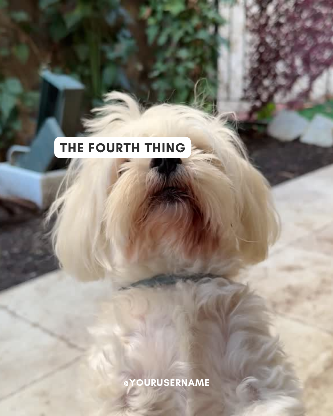5 Things (5).png