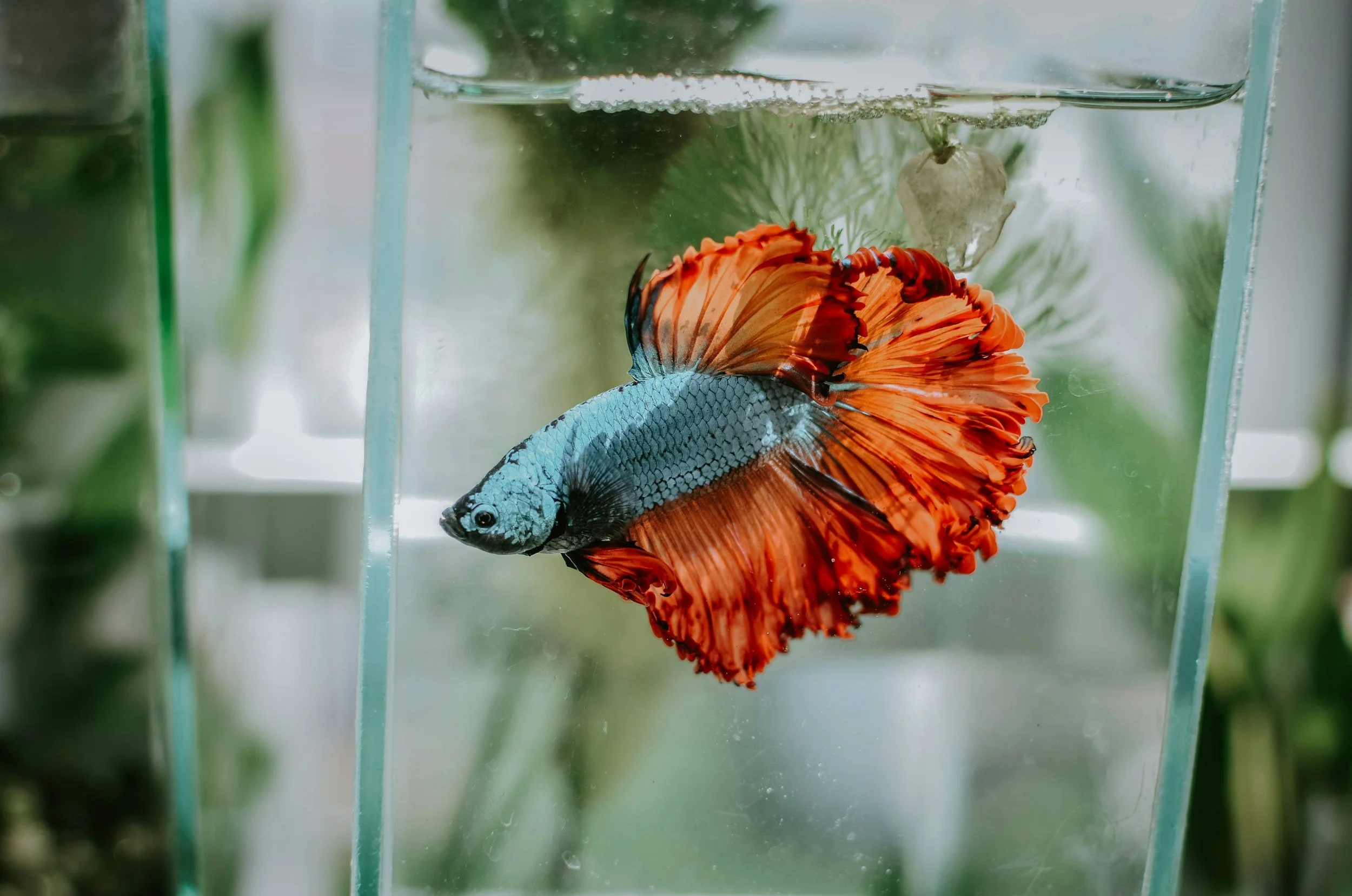 The Betta Starter Guide I Wish I Had